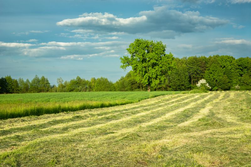 Overgrown Yard Cleanup Costs — Cost of Overgrown Yard Cleanup