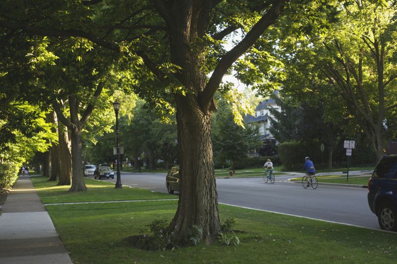 Overgrown Yard Cleanup Costs — Cost of Overgrown Yard Cleanup