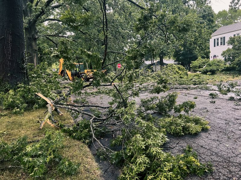 Overgrown Yard Cleanup Costs — Cost of Overgrown Yard Cleanup
