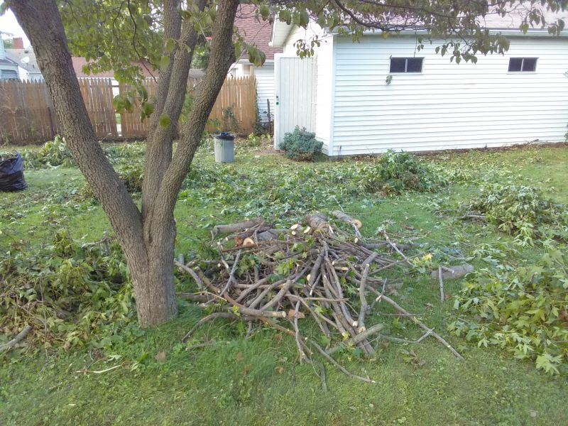 Overgrown Yard Cleanup